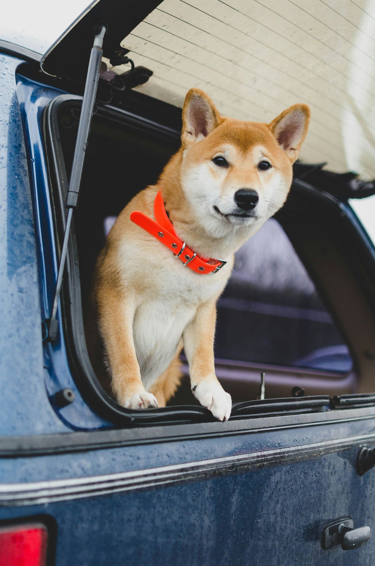 brown and white short coated dog on car window during daytime