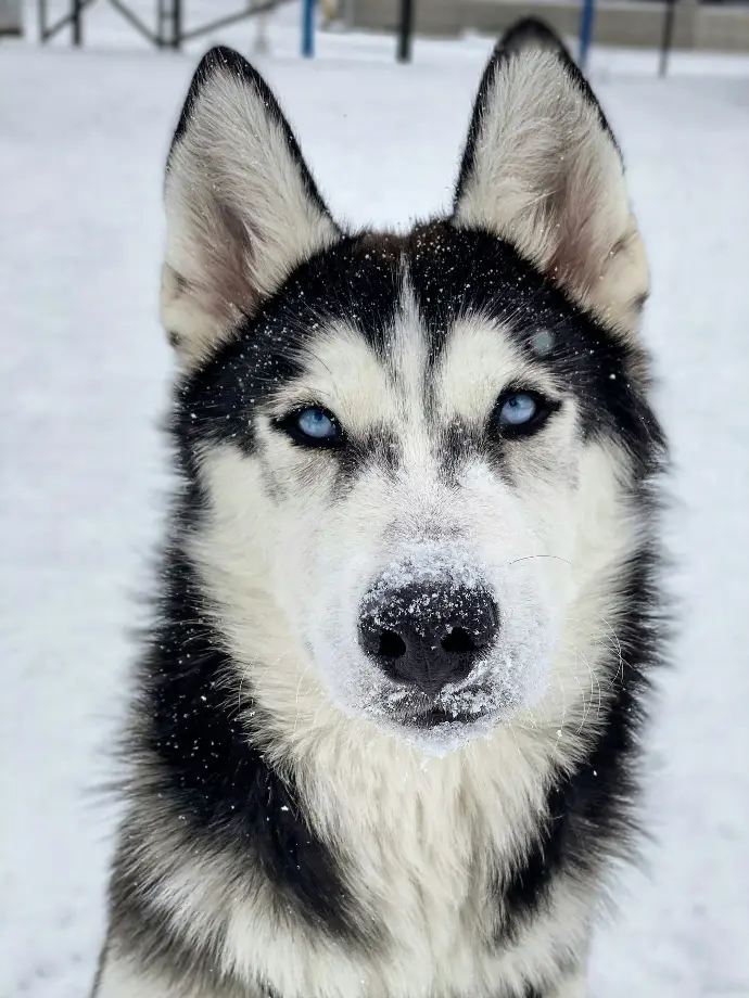 black and white siberian husky