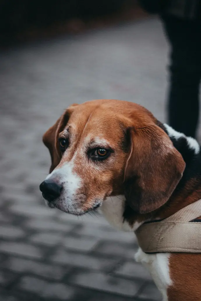 brown and white short coated dog