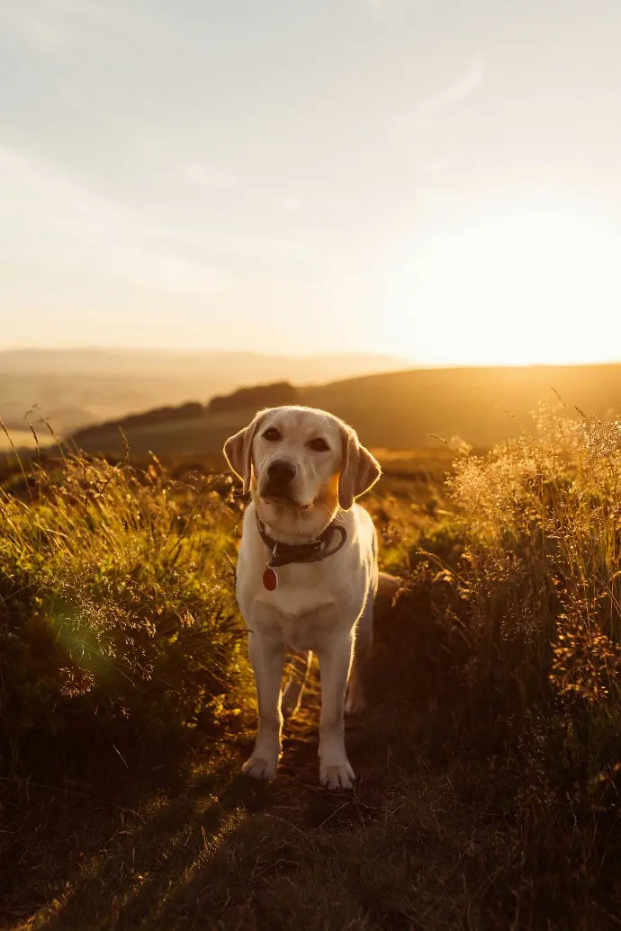 white dog on sands between leafed plants