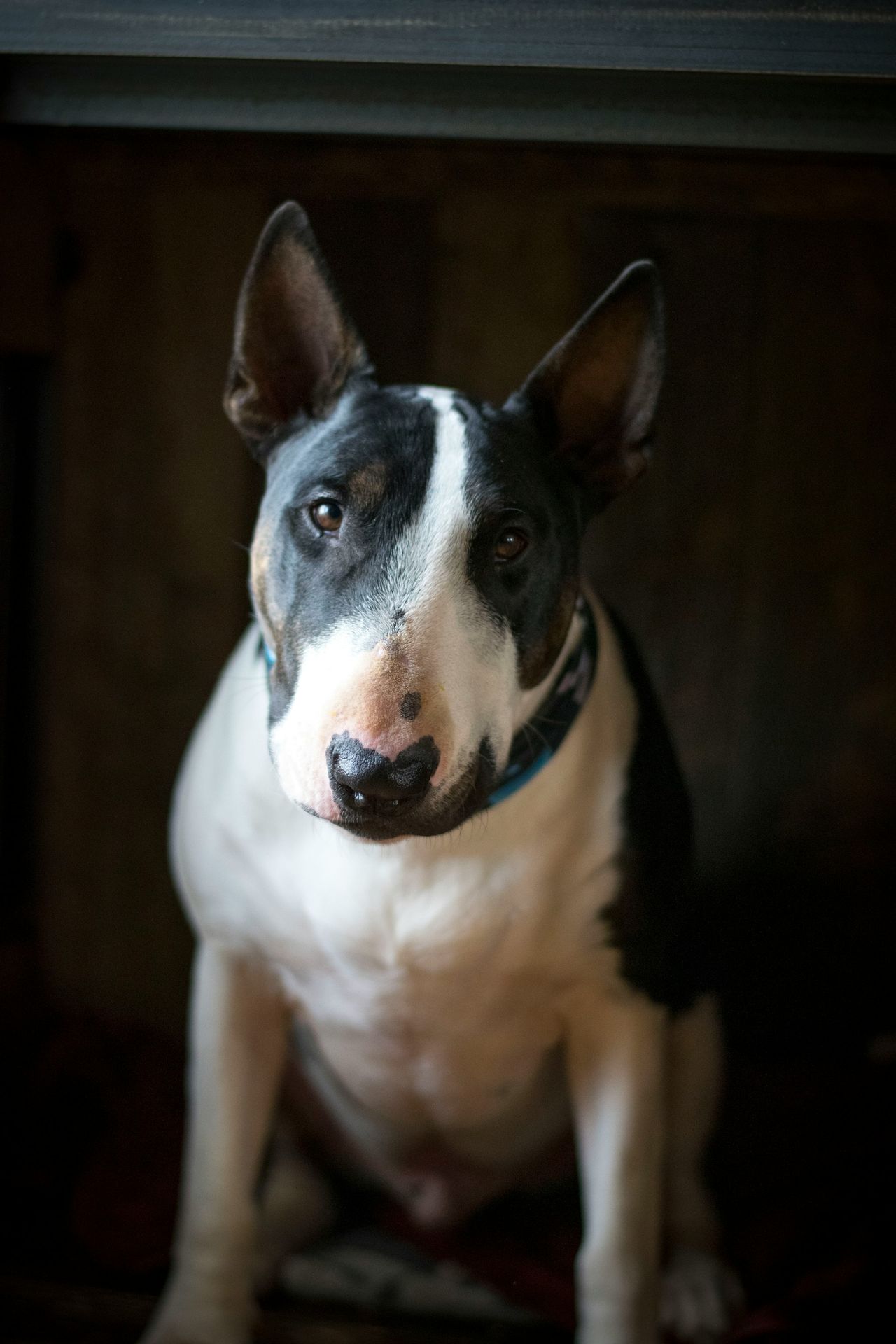 white and black short coated dog