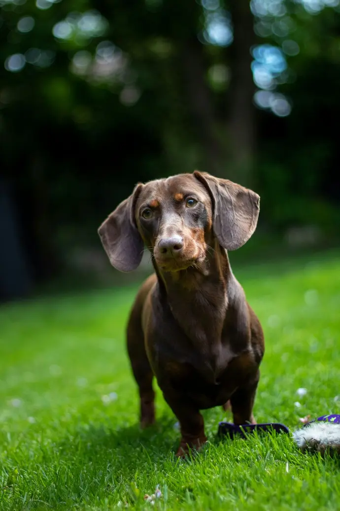 brown short coated dog on green grass field during daytime