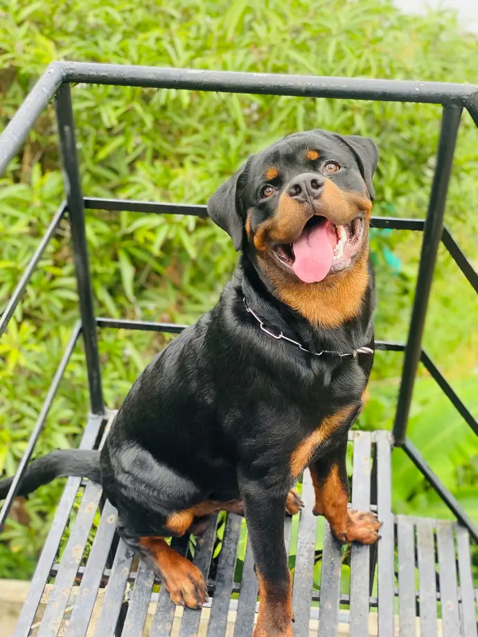 a black and brown dog sitting on top of a wooden bench