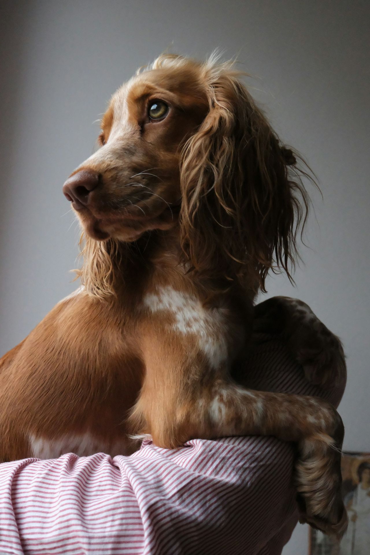 a brown and white dog sitting on top of a bed