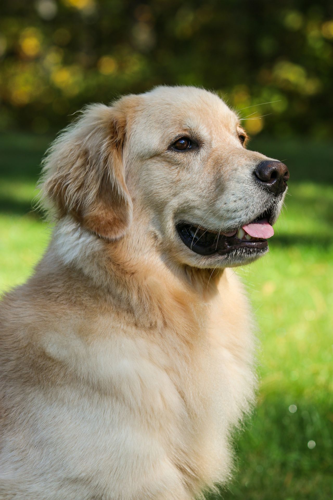 a close up of a dog in a field of grass