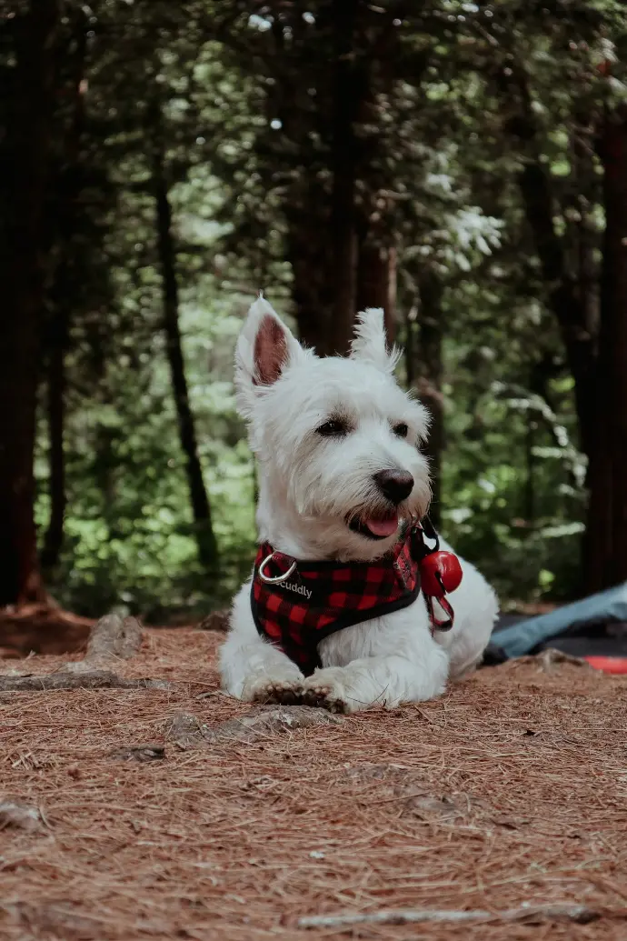 a dog running in the woods